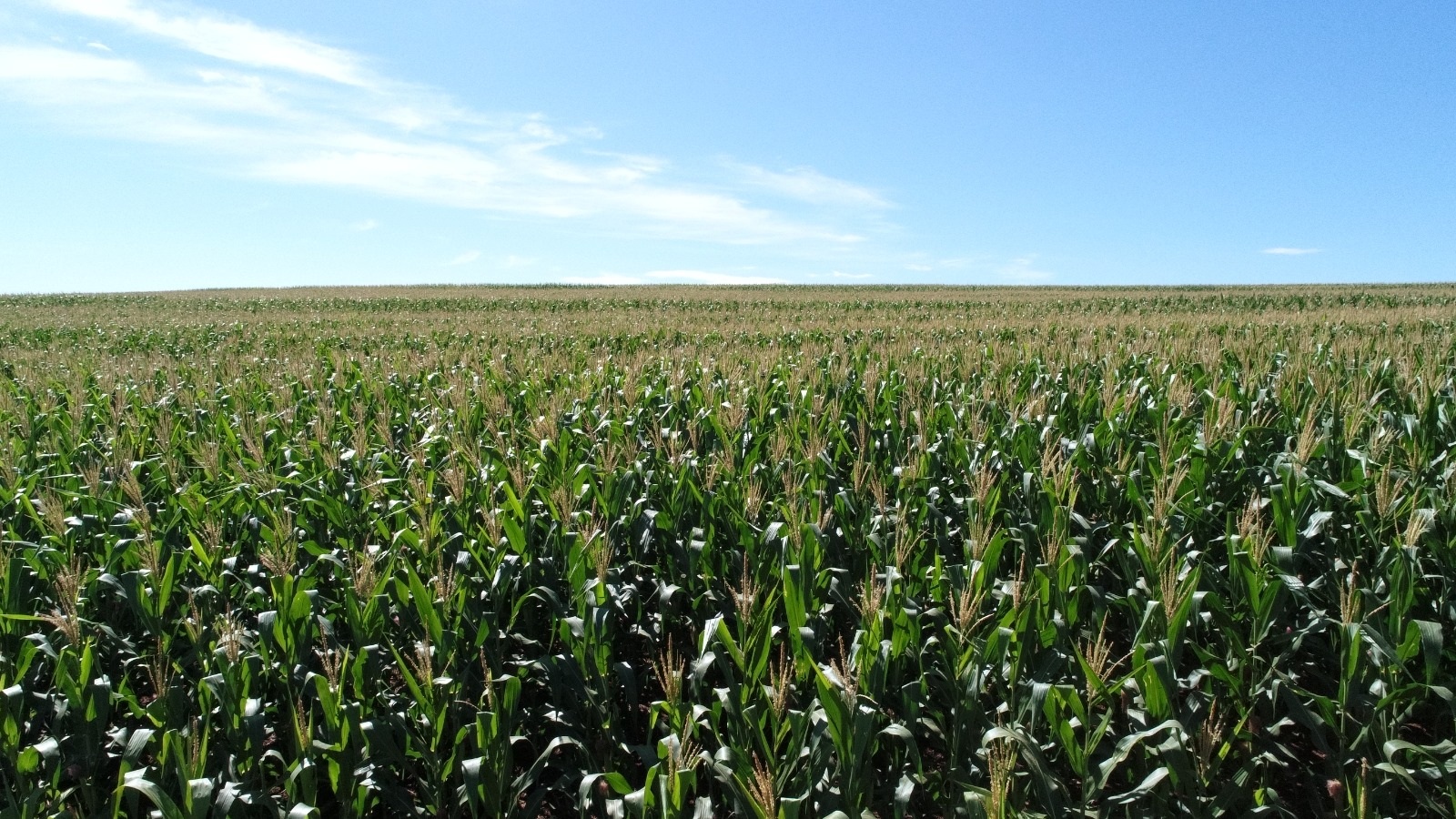 Vasto campo de milho
